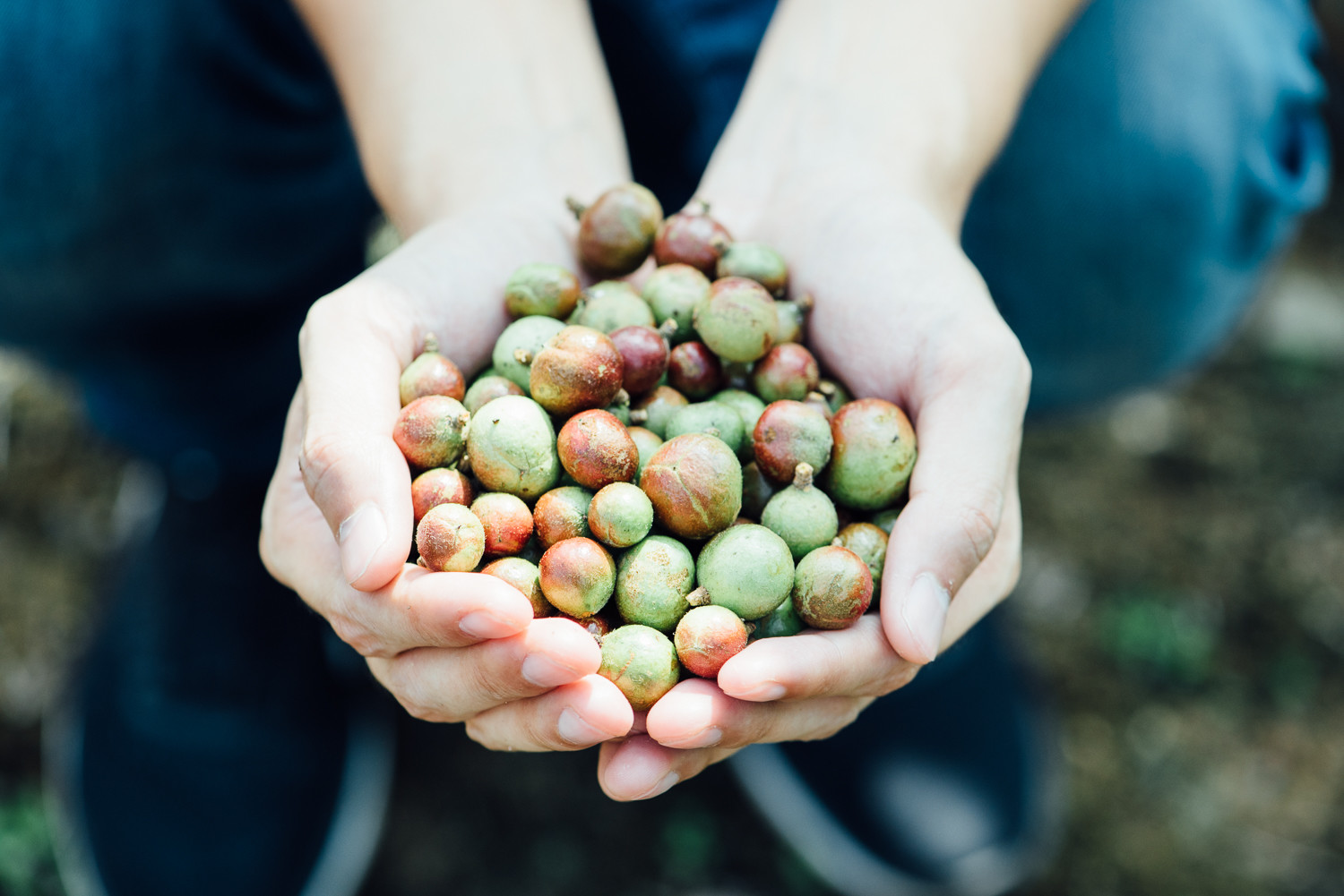 圖片提供:茶籽堂